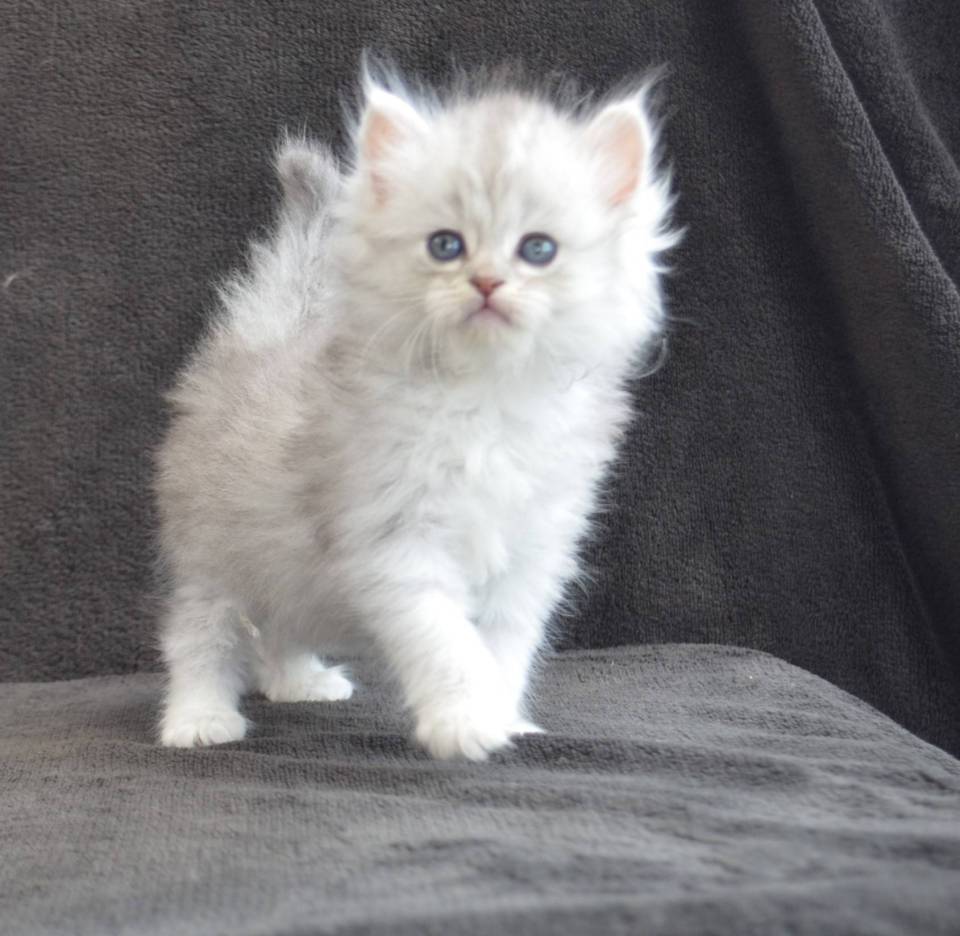 Chatons Sibériens Traditionnels disponibles