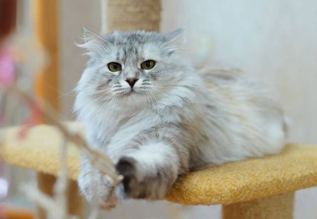 Femelle Sibérienne silver shaded disponible septième