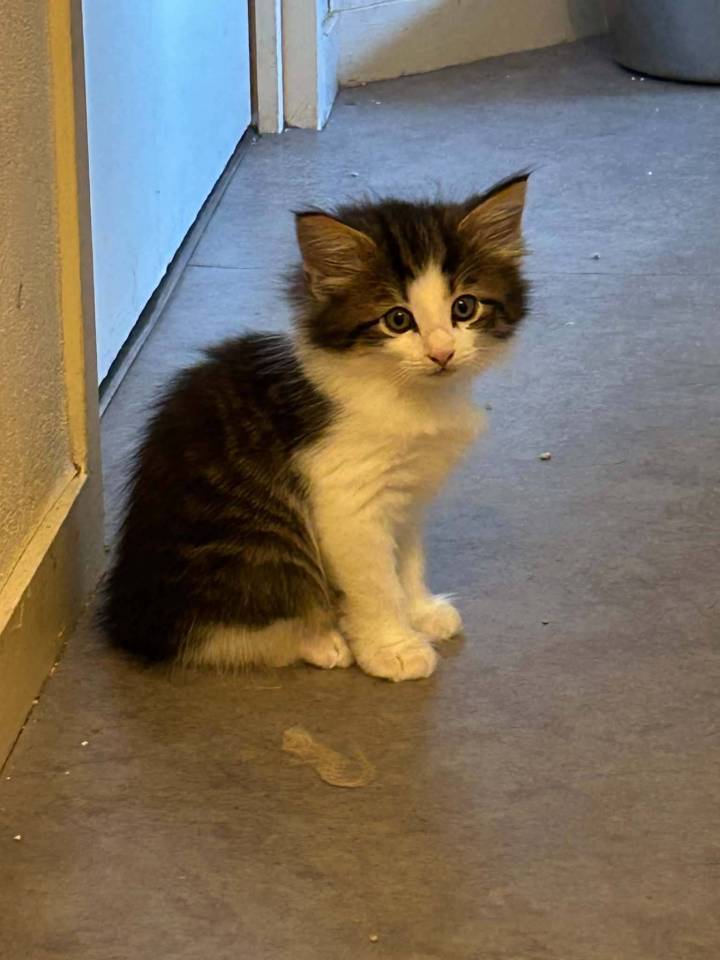 Chatons Chats des forêts norvégien