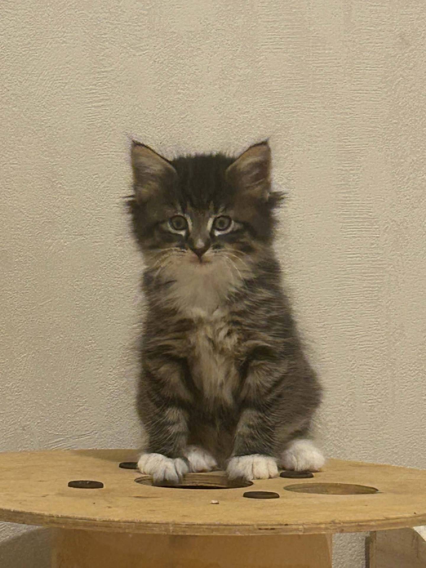 Chatons Chats des forêts norvégien première
