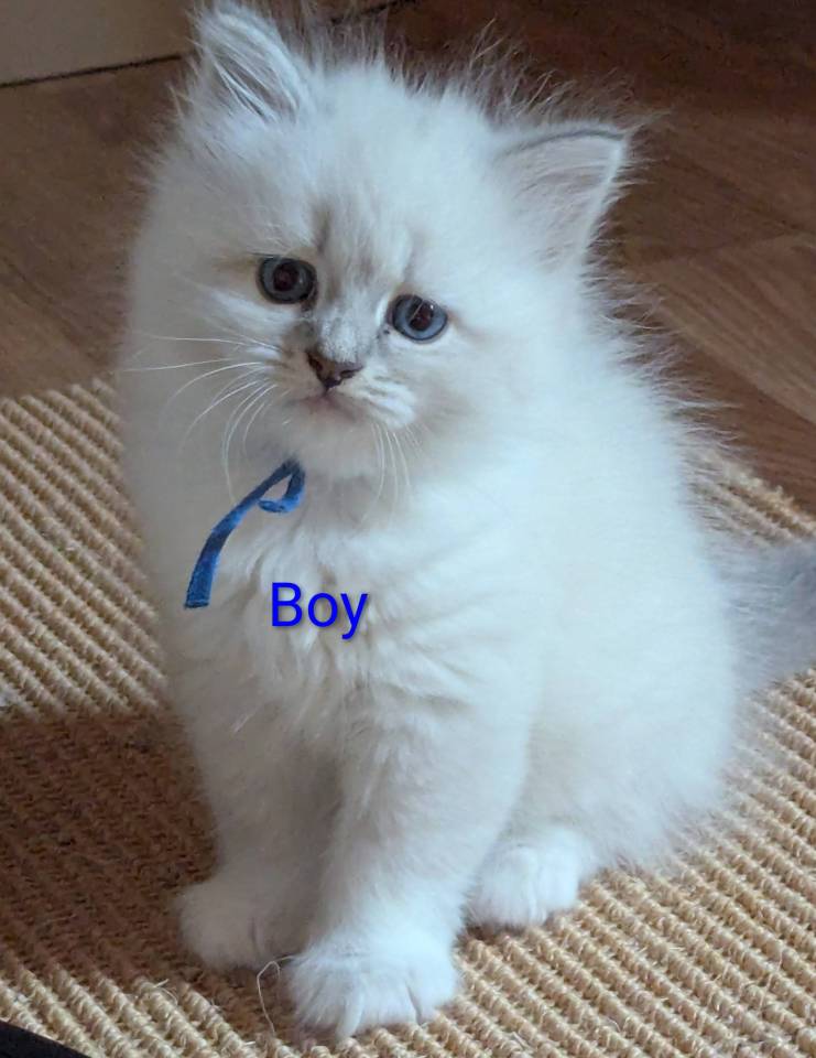 Chatons sibériens 