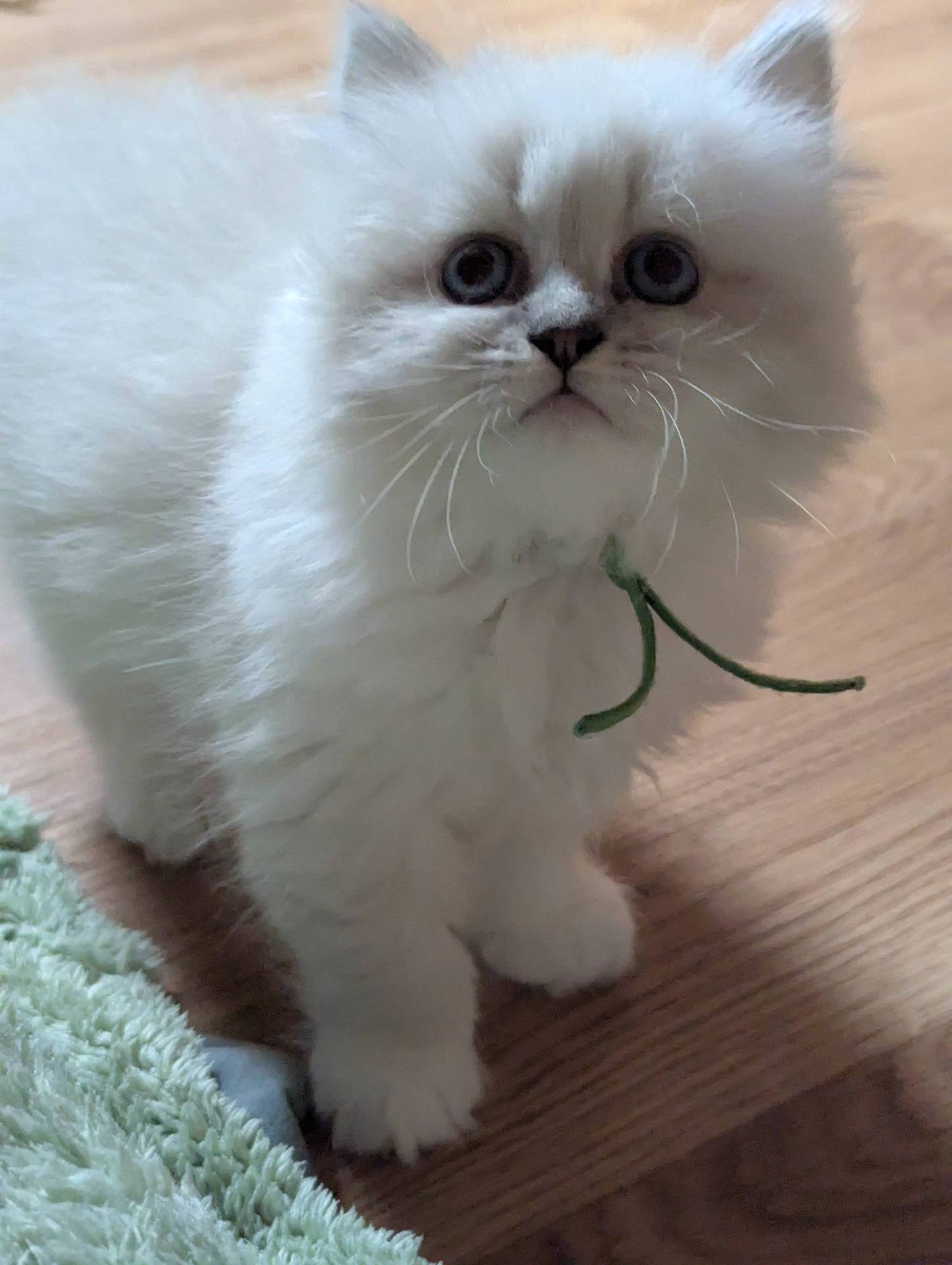 Chatons sibériens  troisième