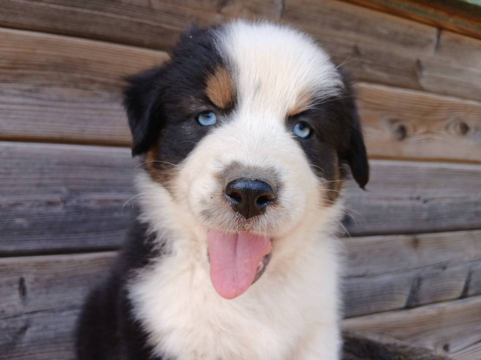 Australien-lof-yeux-bleus