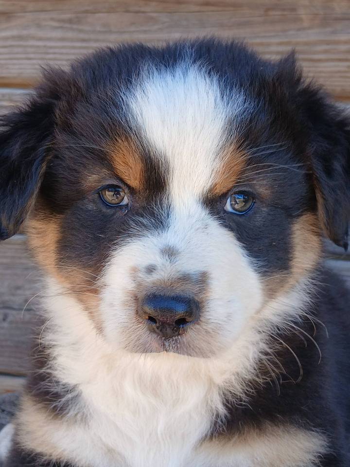 Chiot-berger-australien-occitanie