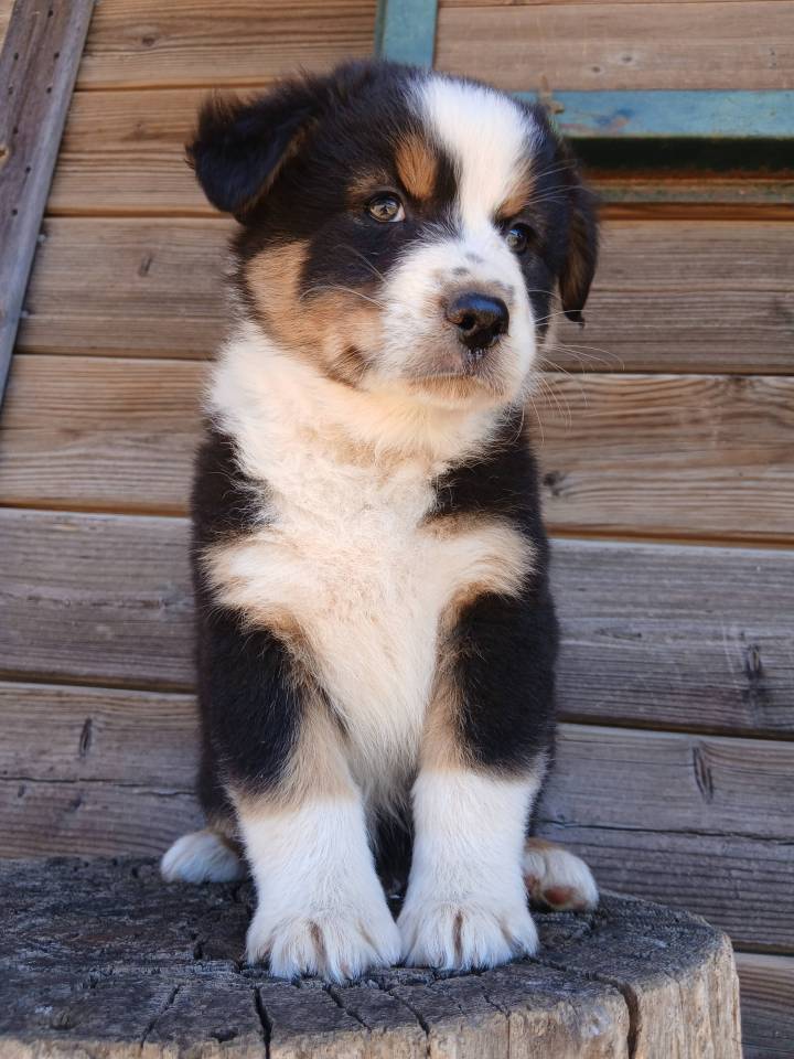 Chiot-lof-berger-australien-occitanie