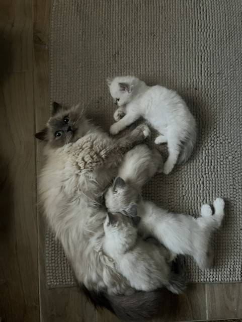Chatons Sacré de Birmanie  pure race   cinquième