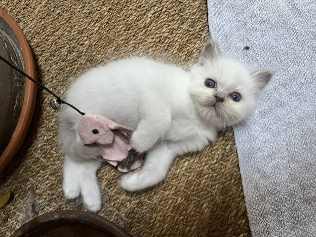 Chatons Sacré de Birmanie  pure race  