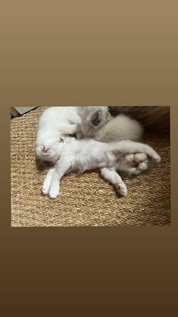 Chatons Sacré de Birmanie  pure race   troisième