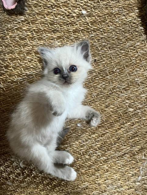 Chatons Sacré de Birmanie  pure race   deuxième