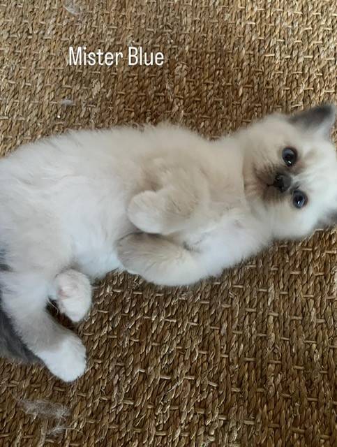 Chatons Sacré de Birmanie  pure race   sixième