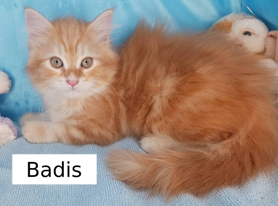 Badis, chaton sibérien Loof super calin