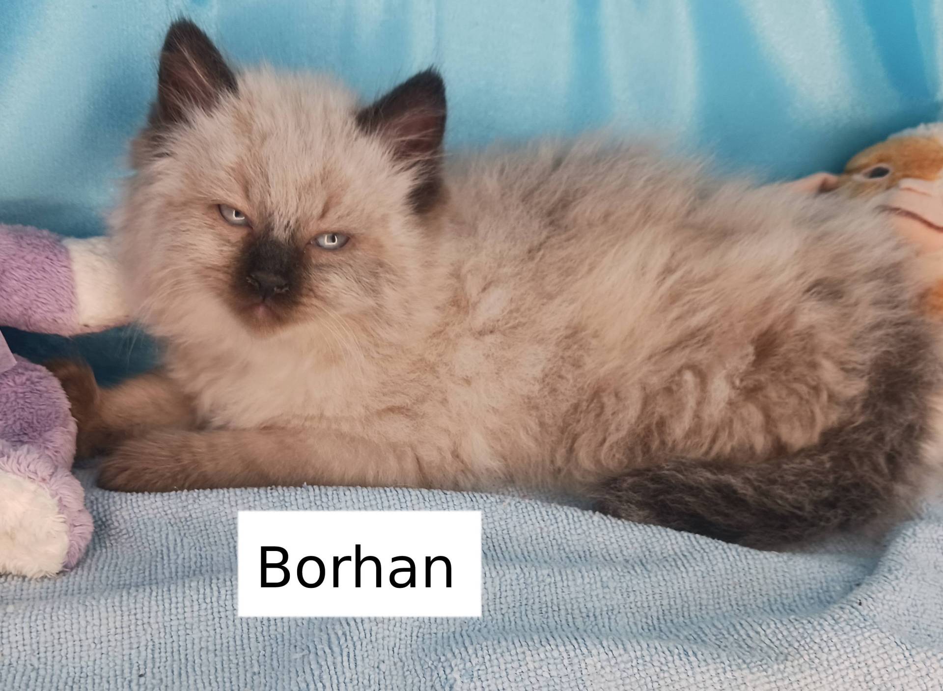 Borhan, mon chaton sibérien Loof huitième