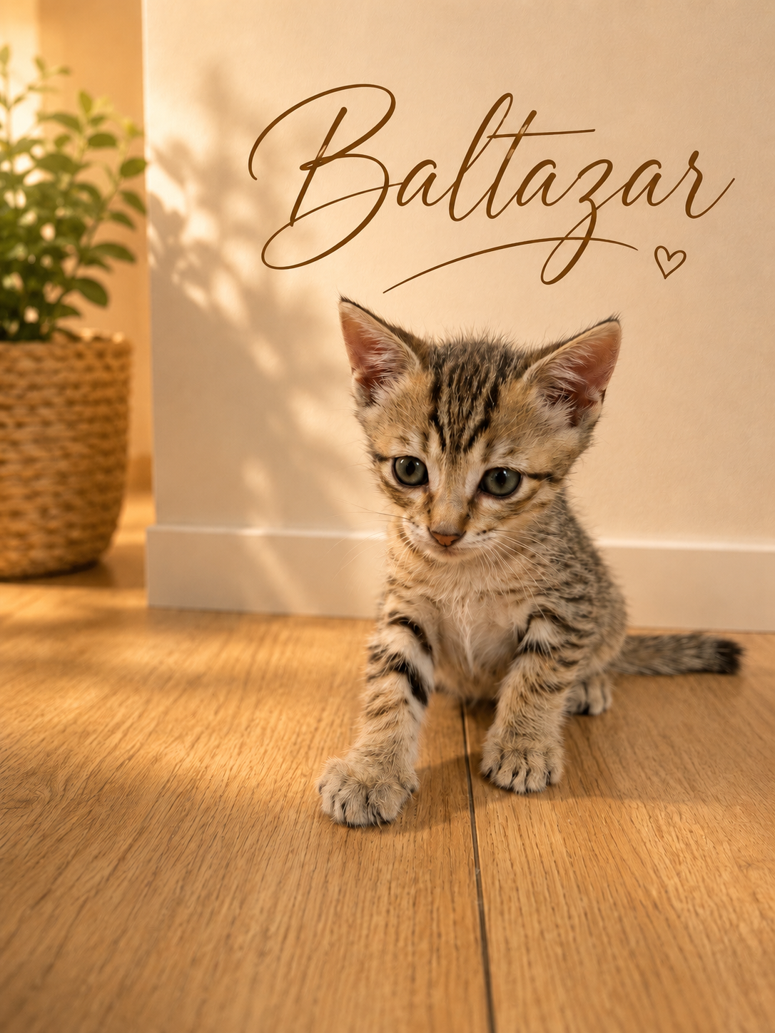 Chatons Savannah F6 deuxième