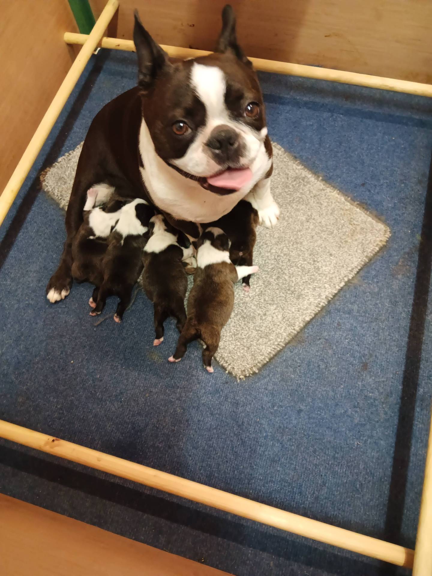 Boston terrier a vendre septième