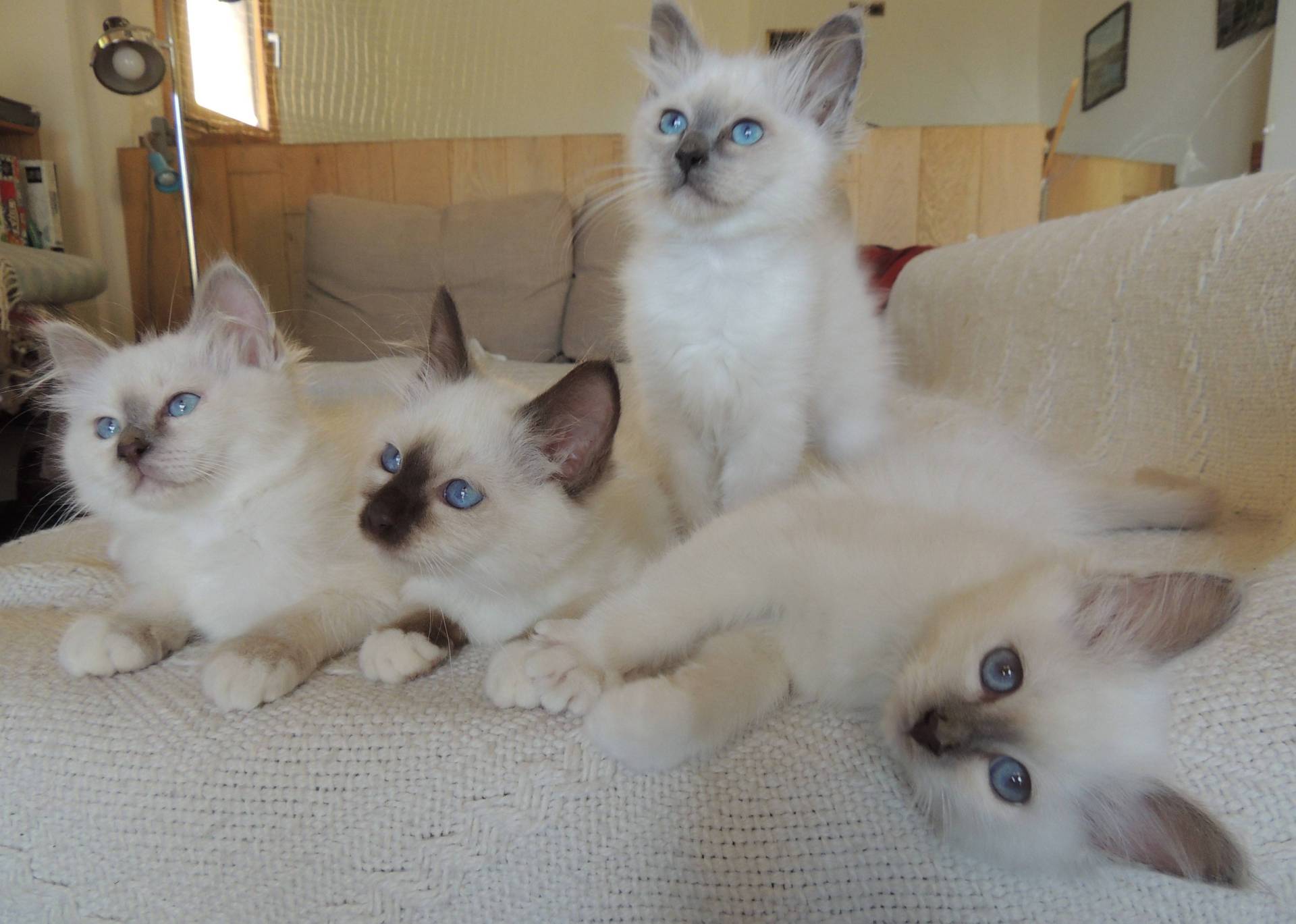 Chatons Sacrés de Birmanie Loof à l'adoption septième