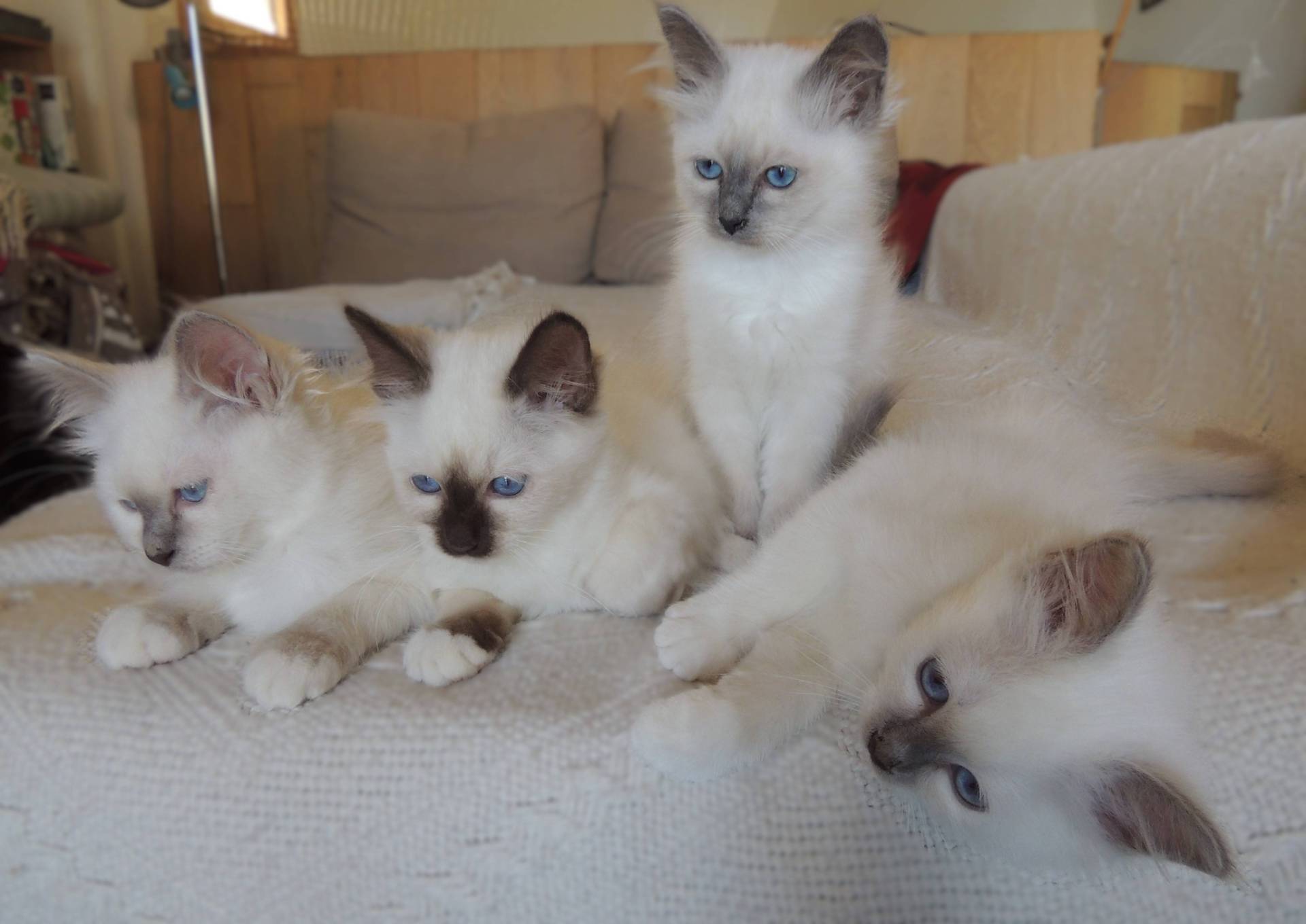 Chatons Sacrés de Birmanie Loof à l'adoption huitième