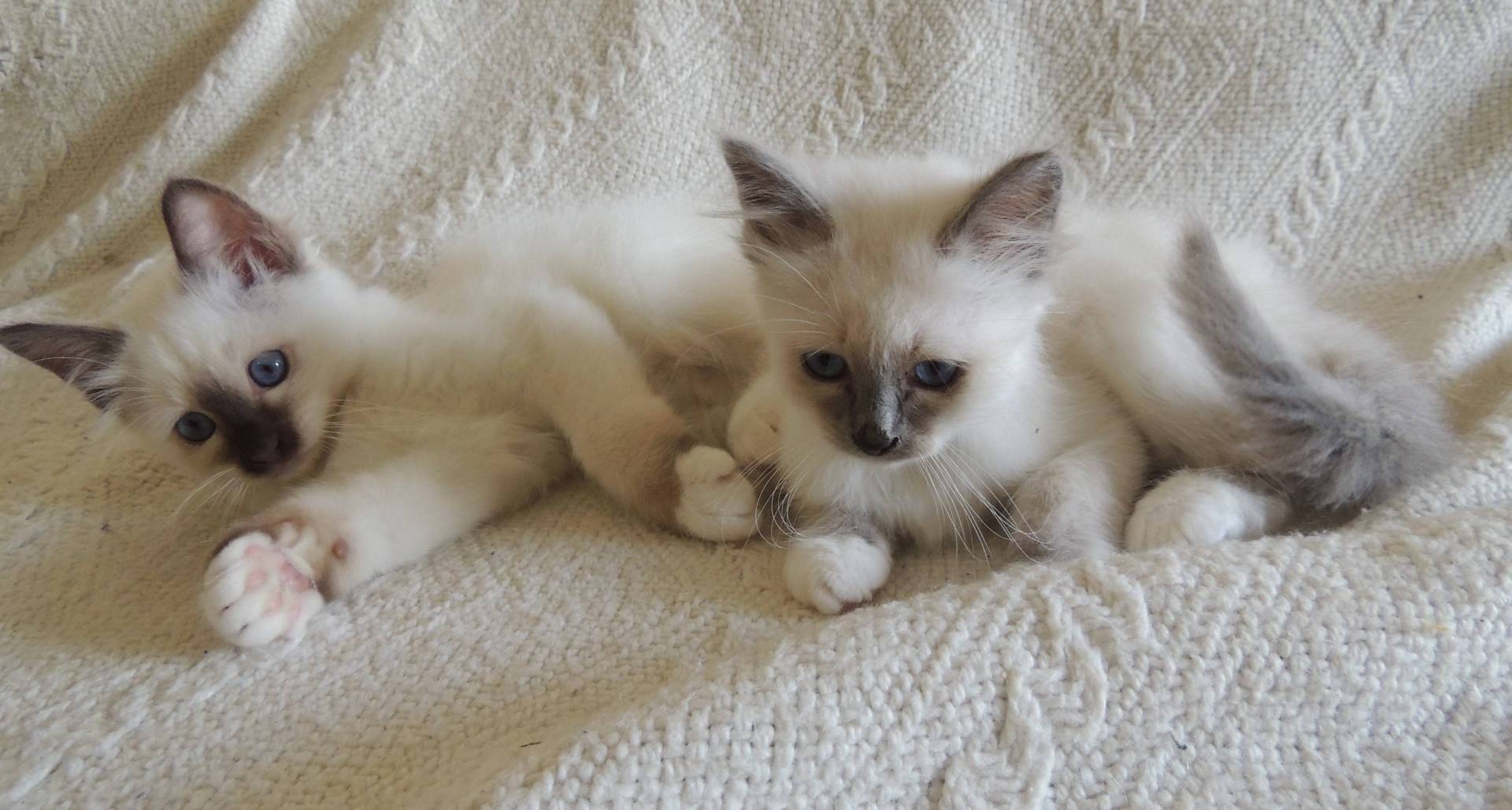 Chatons Sacrés de Birmanie Loof à l'adoption huitième