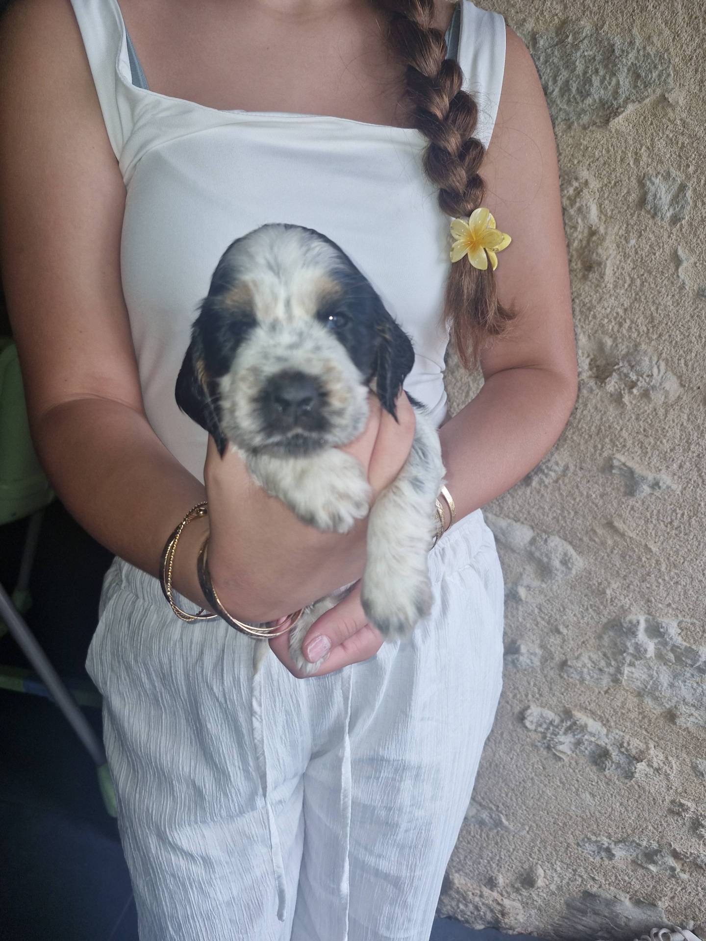 Chiots cocker spaniel anglais Lof cinquième