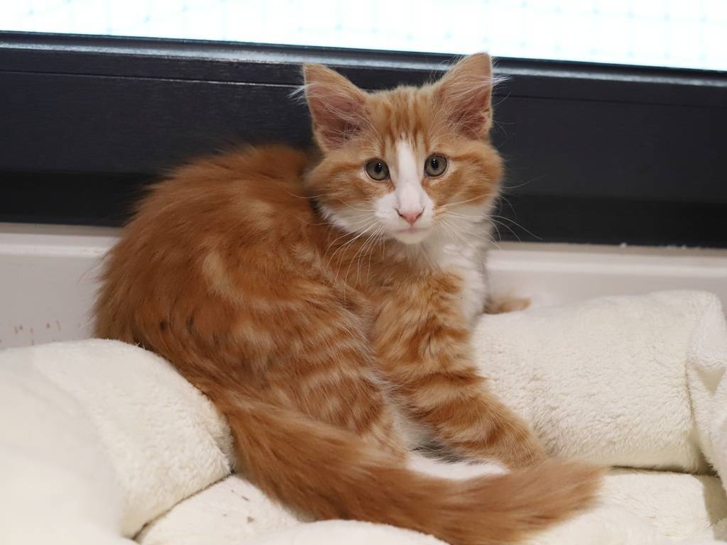 Chaton norvégien Loof huitième
