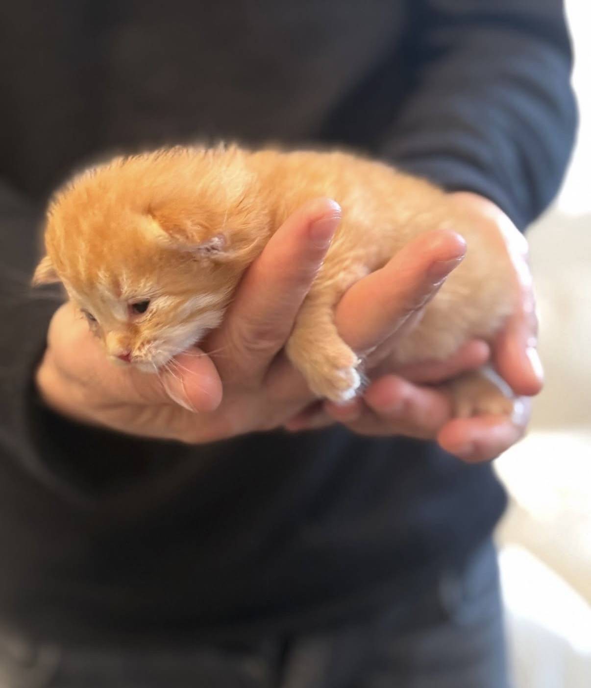 Chatons sibériens hypoallergeniques à réserver  quatrième