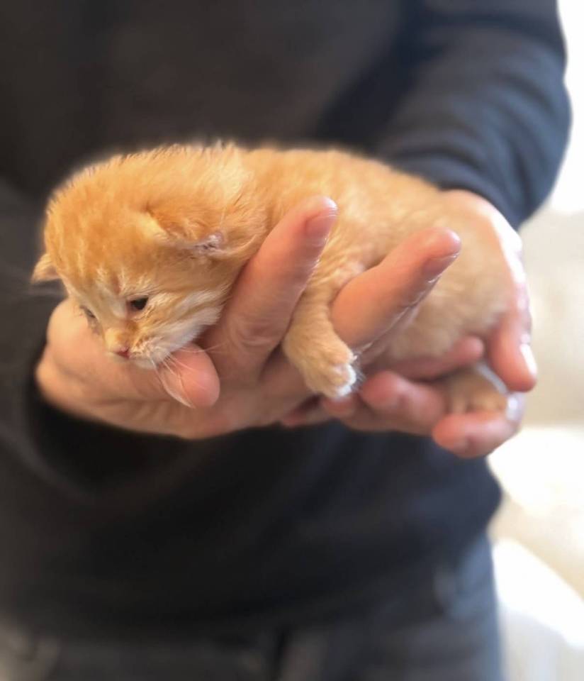 Chatons sibériens hypoallergeniques à réserver 