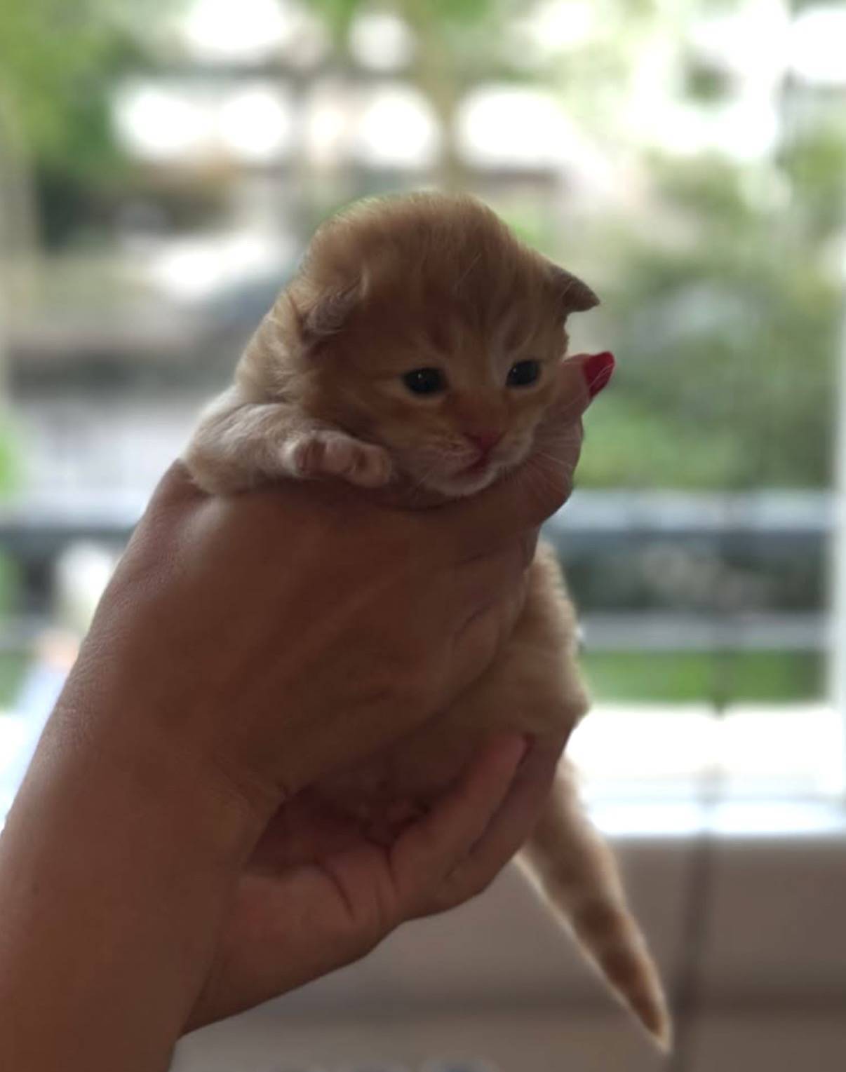 Chatons sibériens hypoallergeniques à réserver  troisième