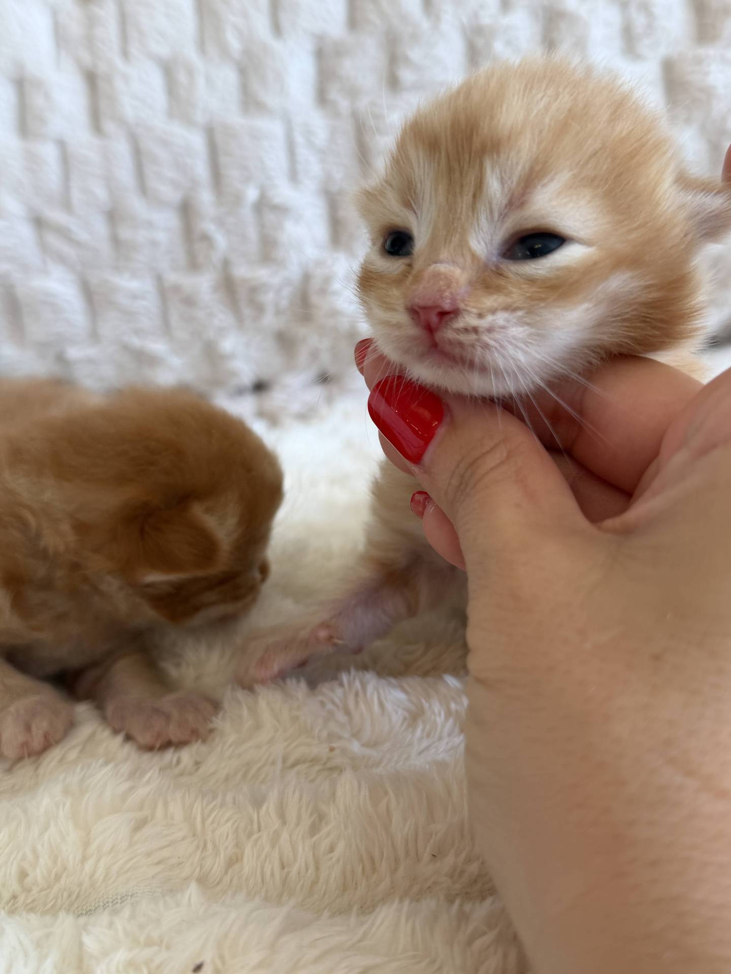 Chatons sibériens hypoallergeniques à réserver  huitième