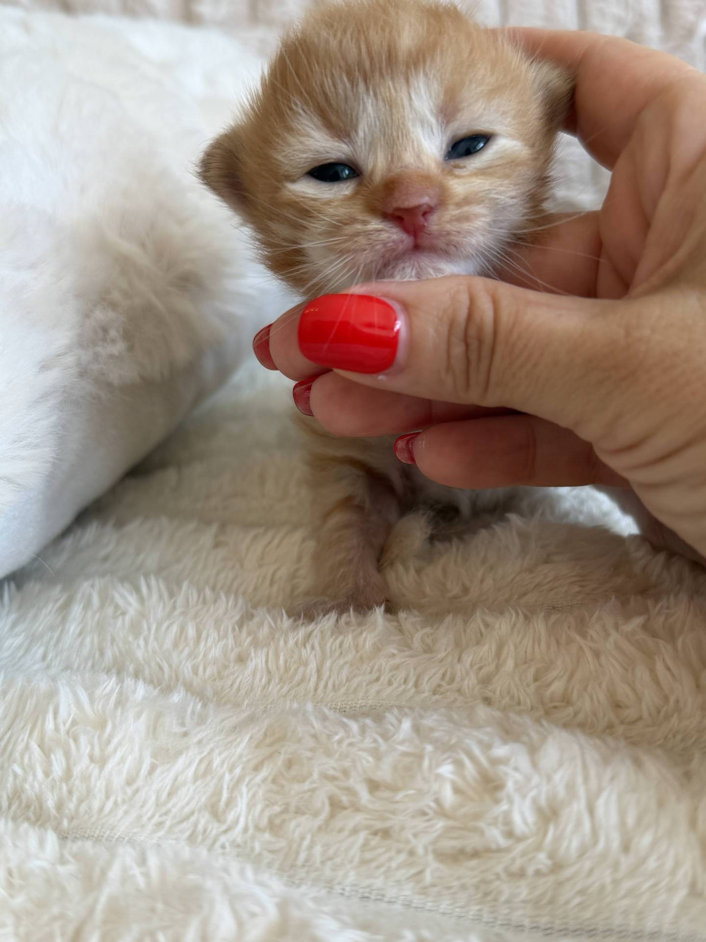 Chatons sibériens hypoallergeniques à réserver  deuxième