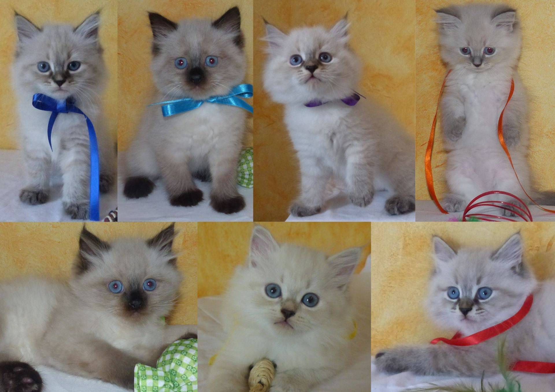 Chatons Sibérien Loof  troisième