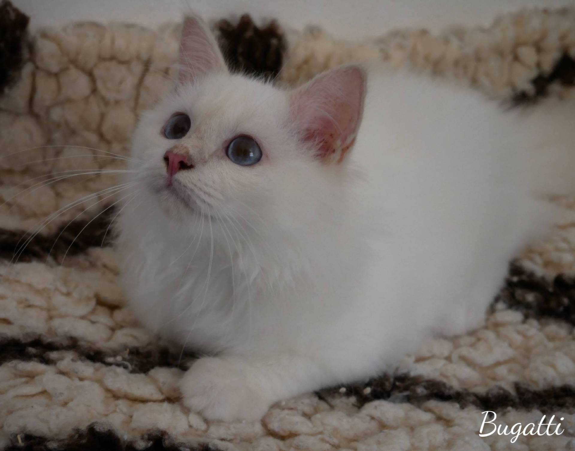 Adorables bébés Sacré de Birmanie à réserver  première