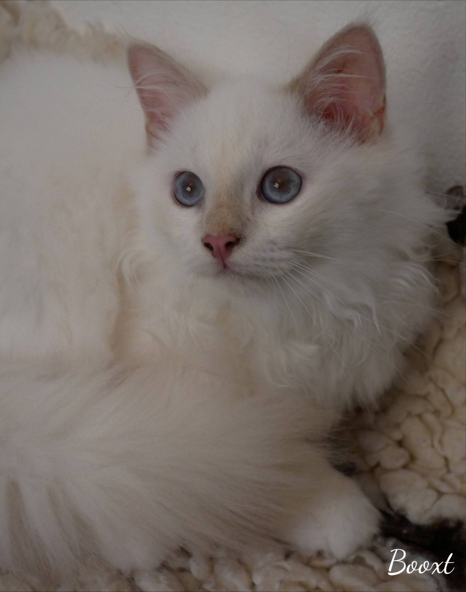 Adorables bébés Sacré de Birmanie à réserver  cinquième