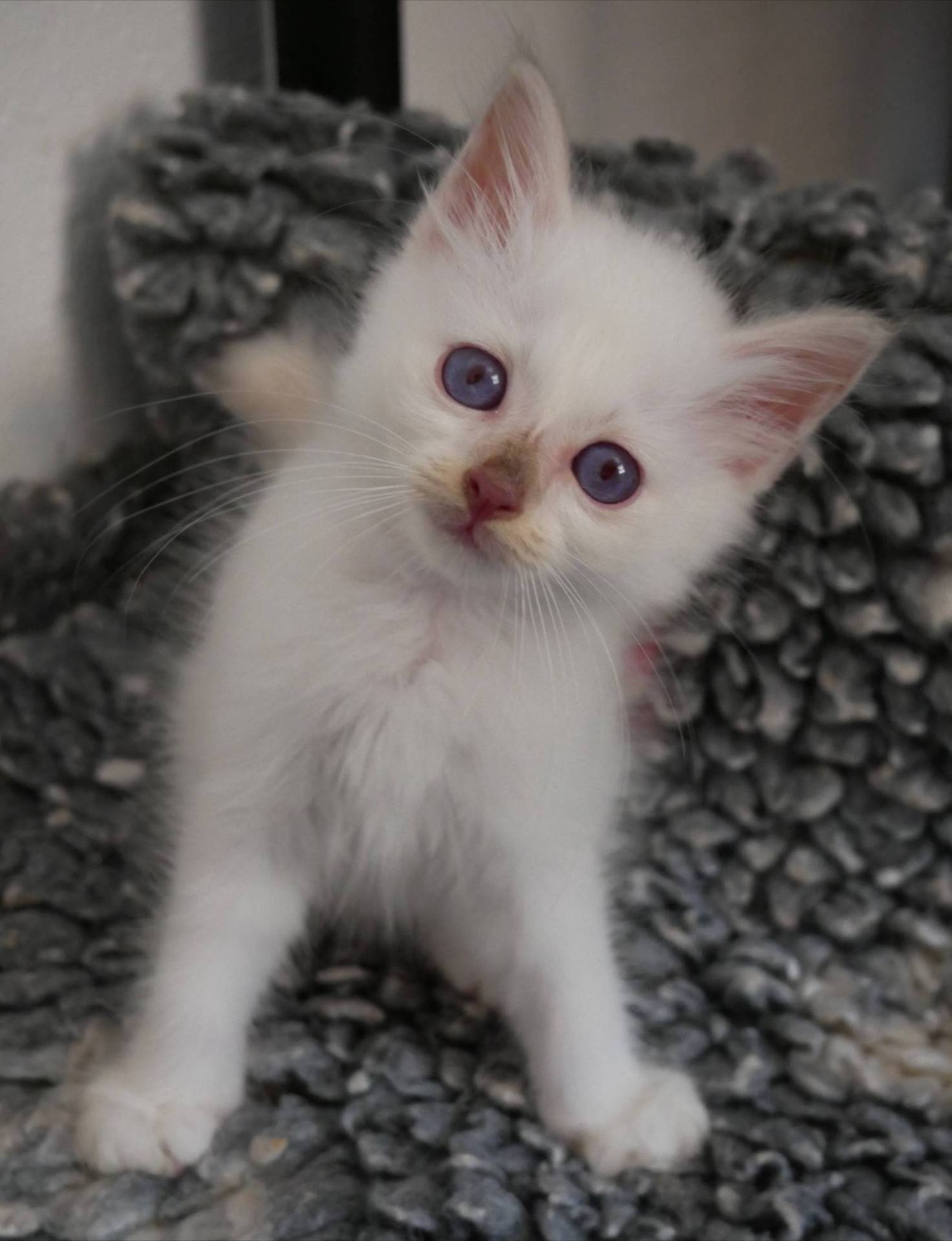 Adorables bébés Sacré de Birmanie à réserver  cinquième