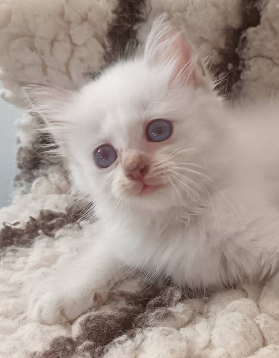 Adorables bébés Sacré de Birmanie à réserver  première