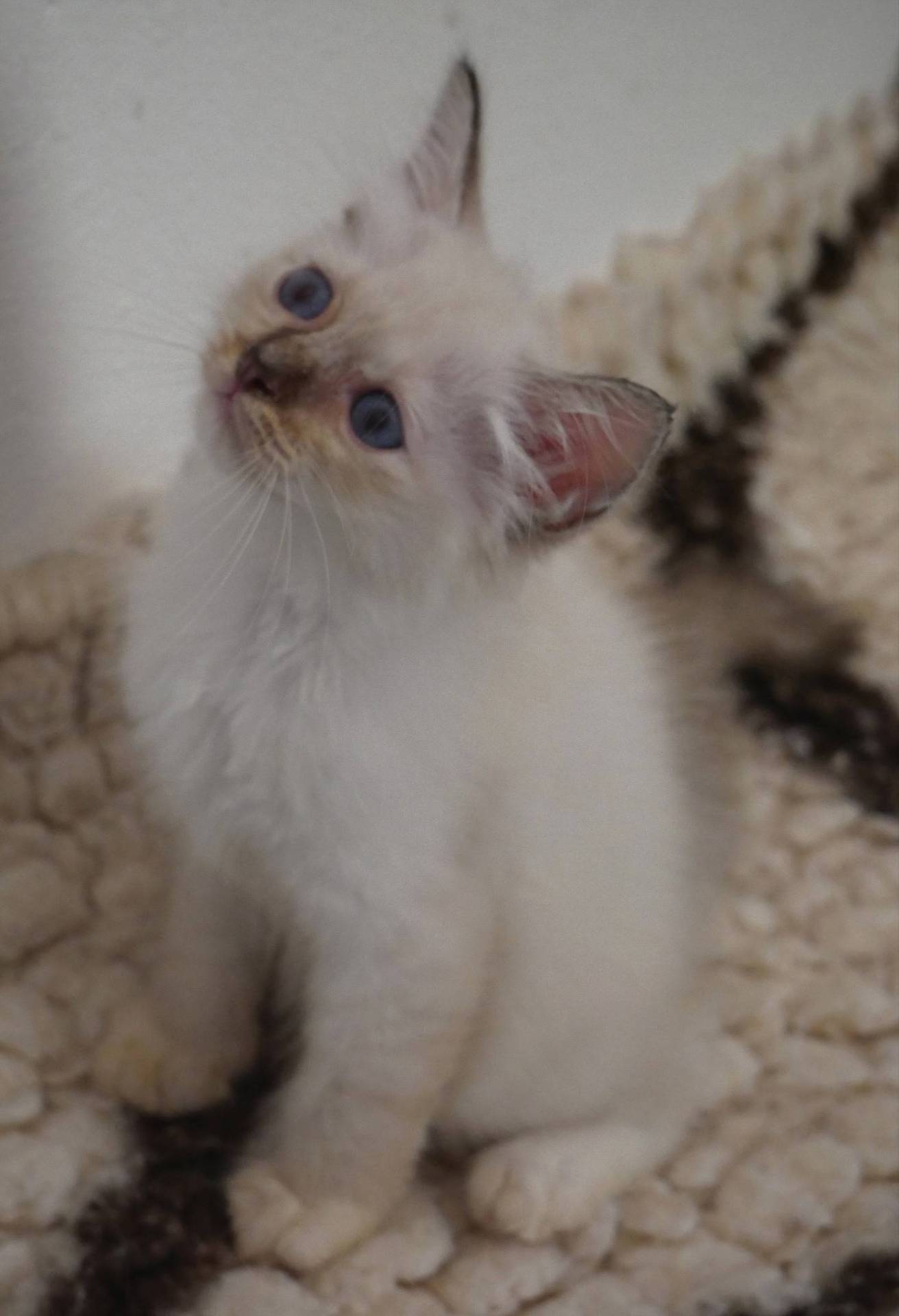 Adorables bébés Sacré de Birmanie à réserver  troisième