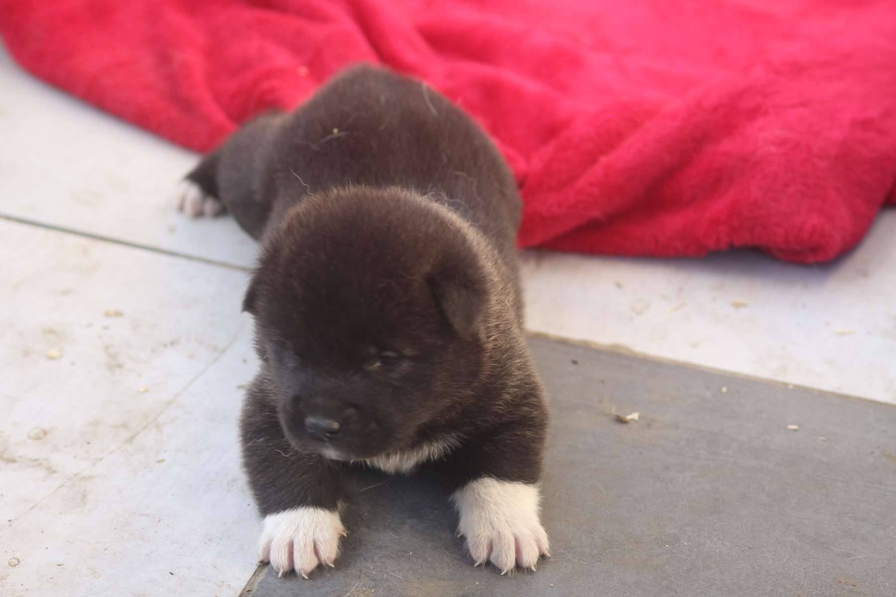 Akita américain avec pedigree deuxième