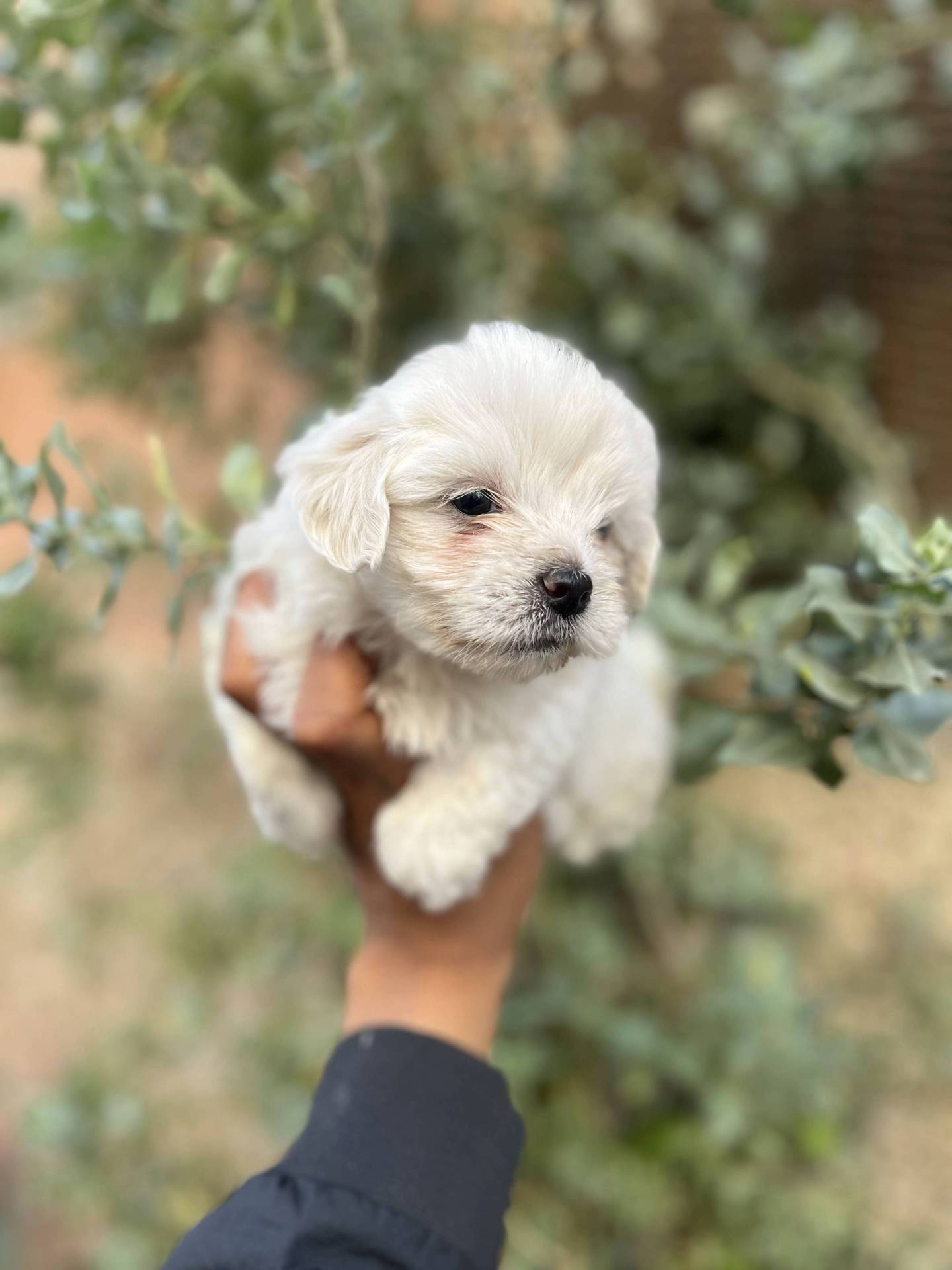 Bichon maltais pour adopton troisième