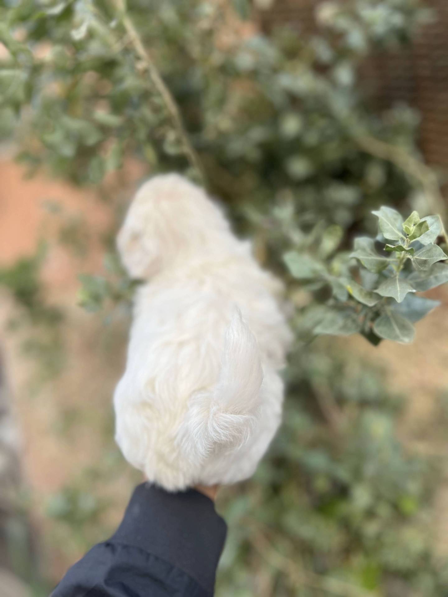 Bichon maltais pour adopton cinquième