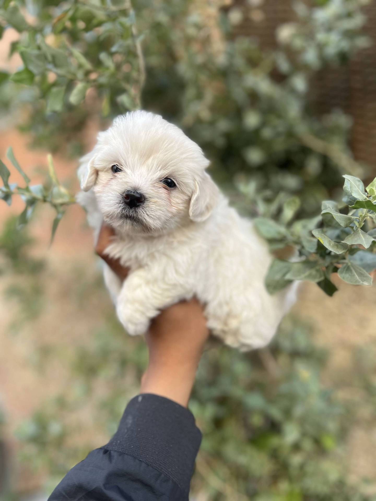 Bichon maltais pour adopton neuvième