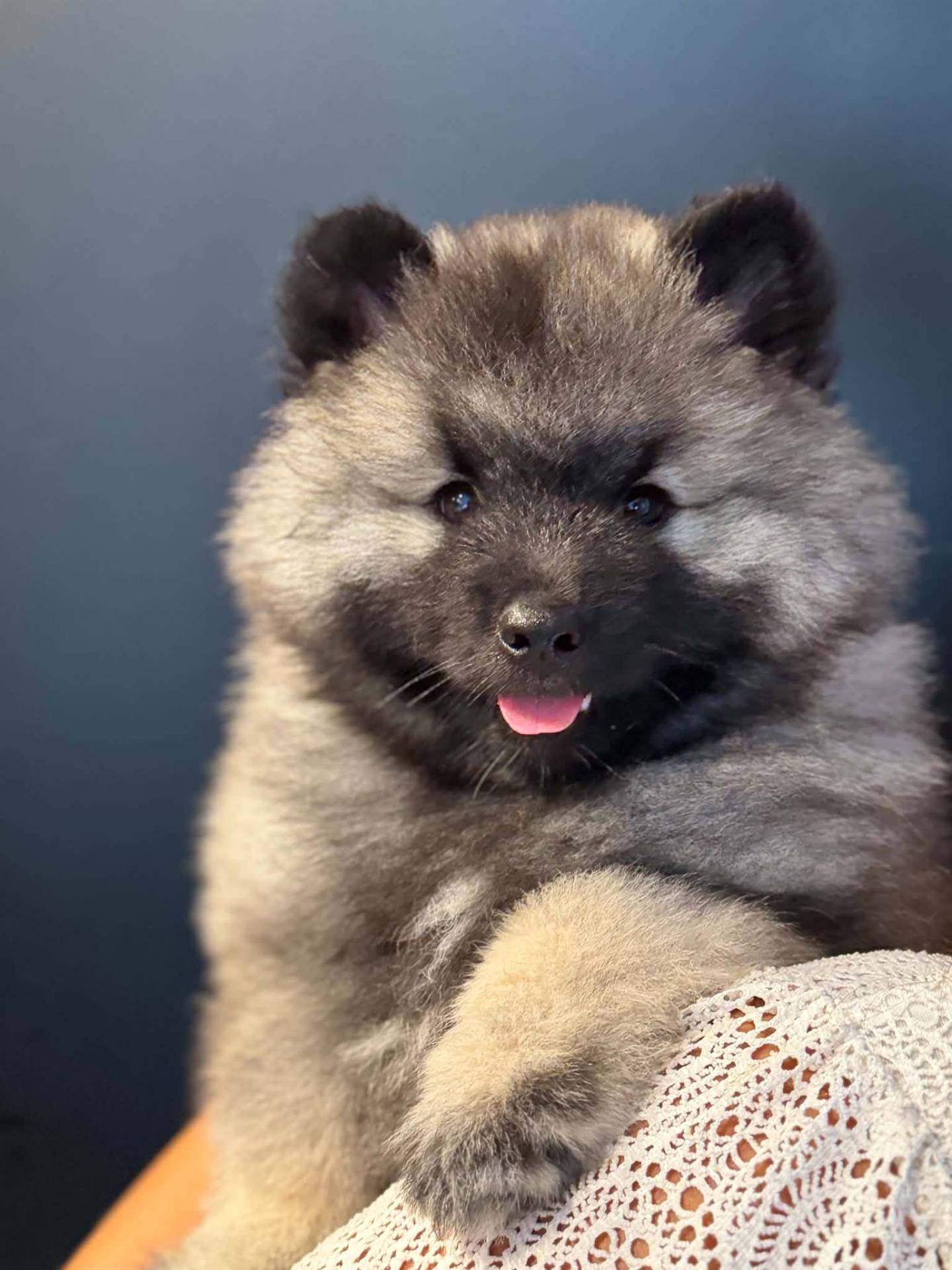 Spitz loup Lof neuvième