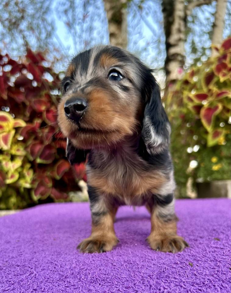 Chiots teckels nains poils longs 