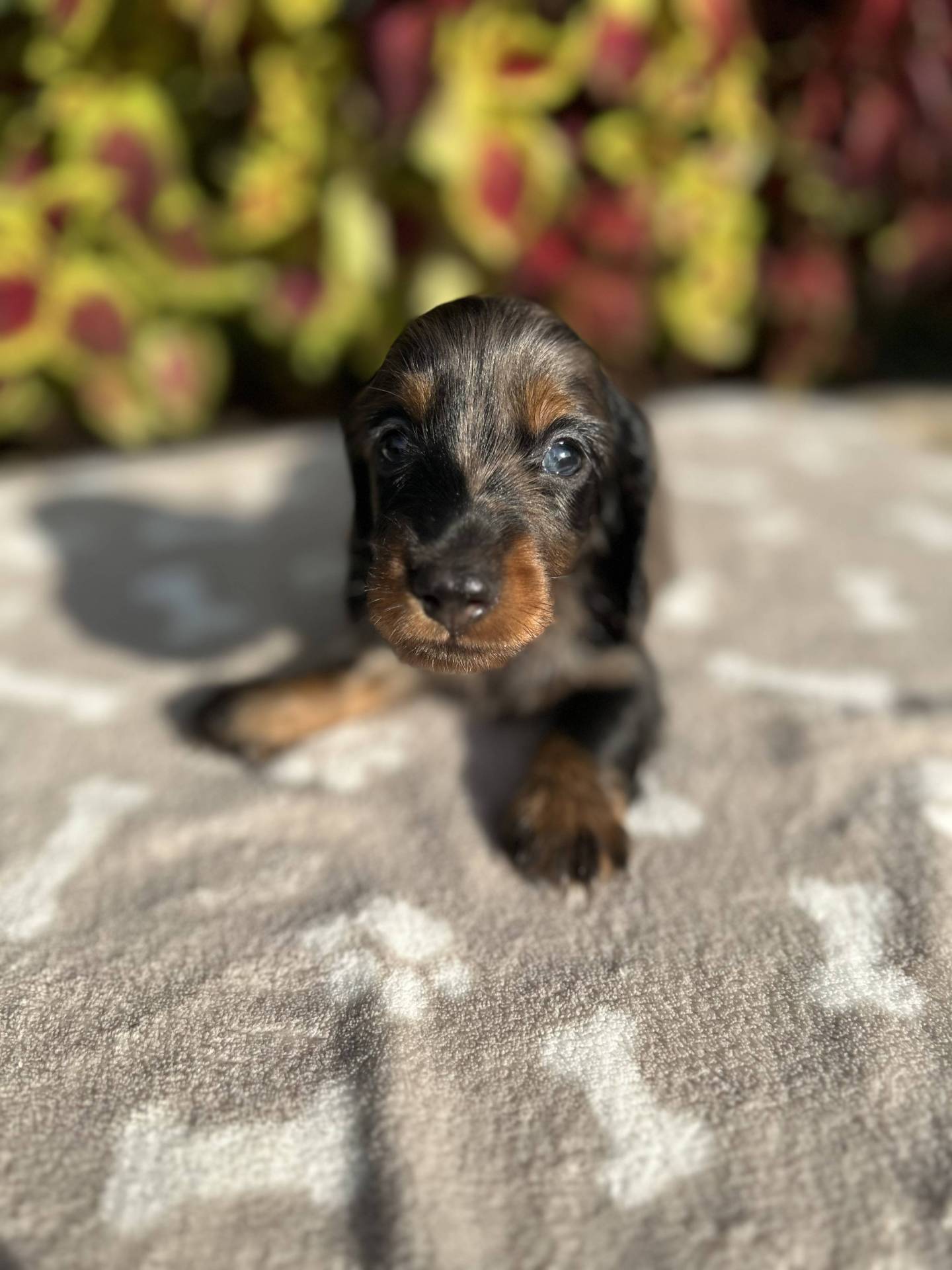 Chiots teckels nains poils longs  première