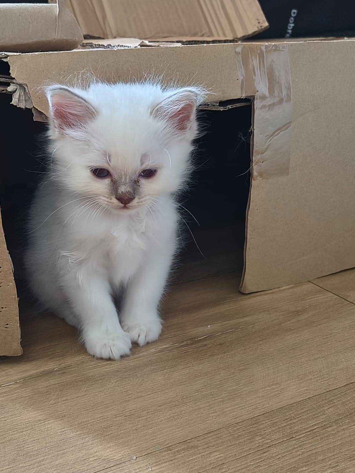 Chatons Loof sacré de Birmanie cinquième