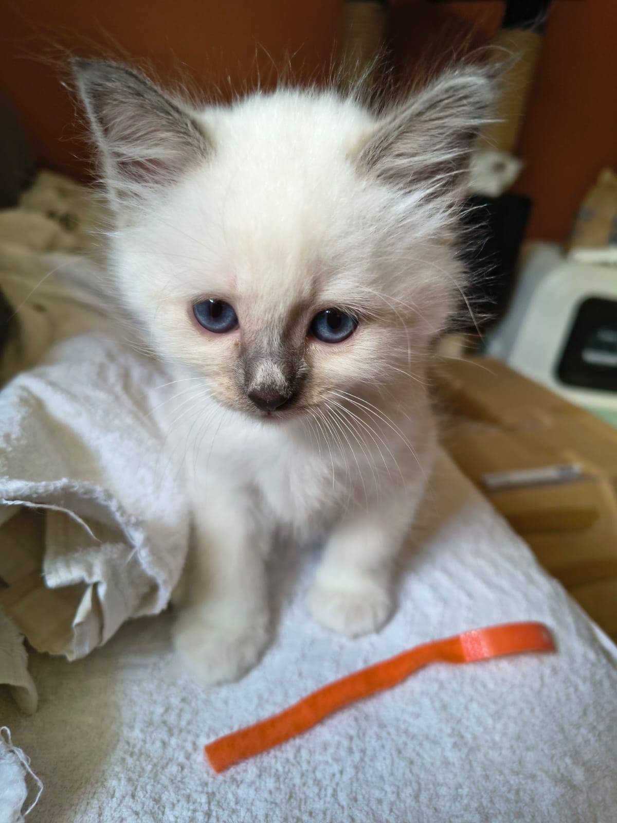 Chatons Loof sacré de Birmanie sixième