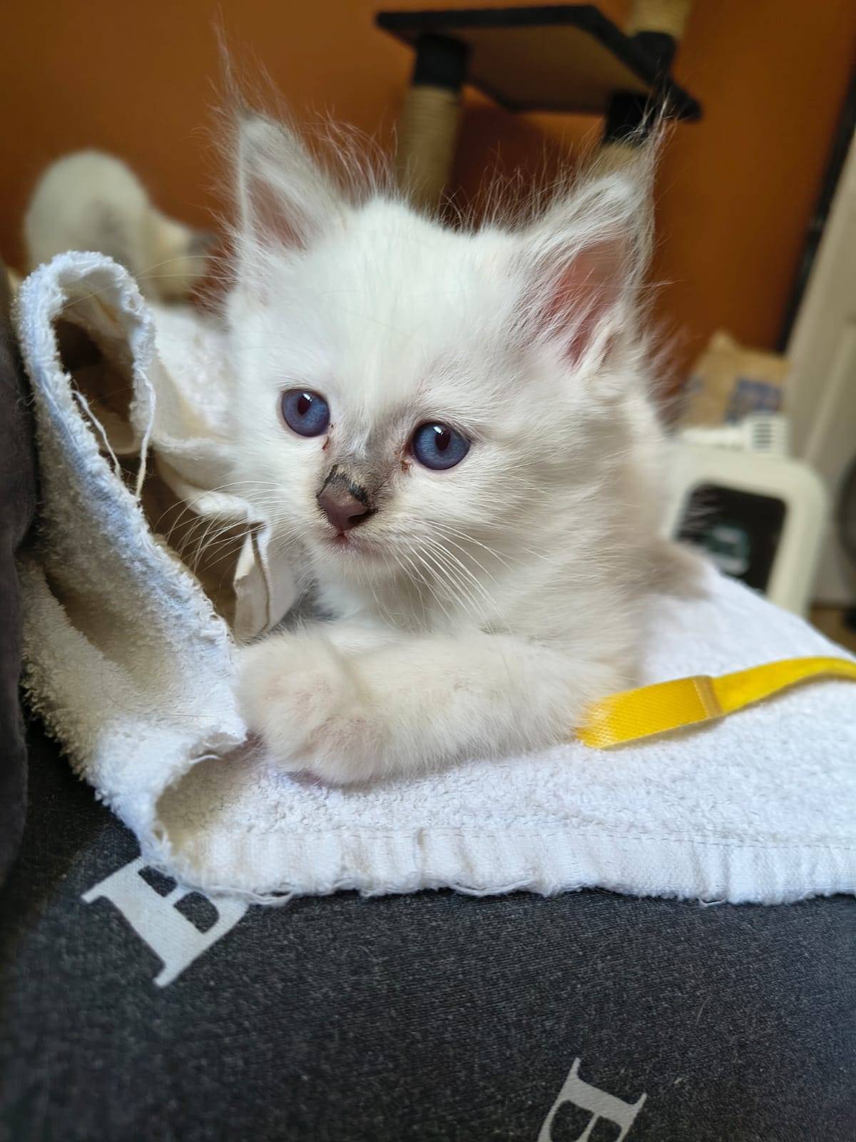 Chatons Loof sacré de Birmanie première