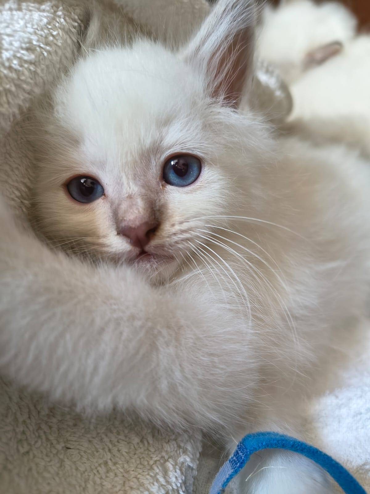 Chatons Loof sacré de Birmanie cinquième