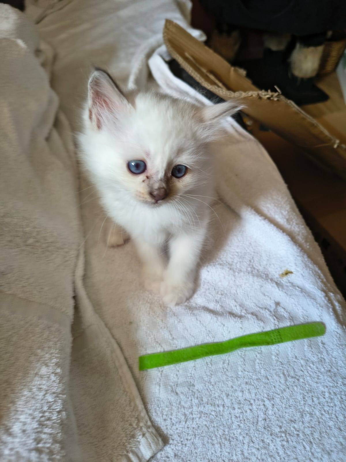 Chatons Loof sacré de Birmanie première