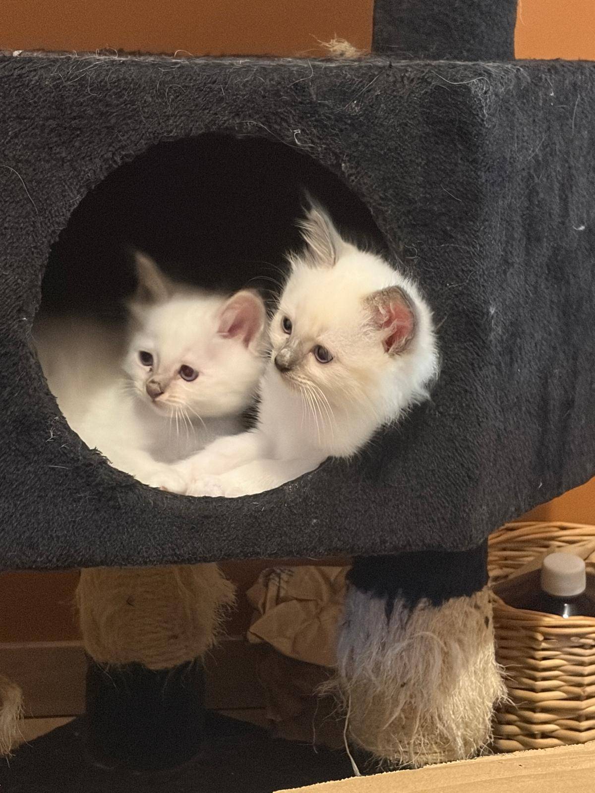 Chatons Loof sacré de Birmanie quatrième