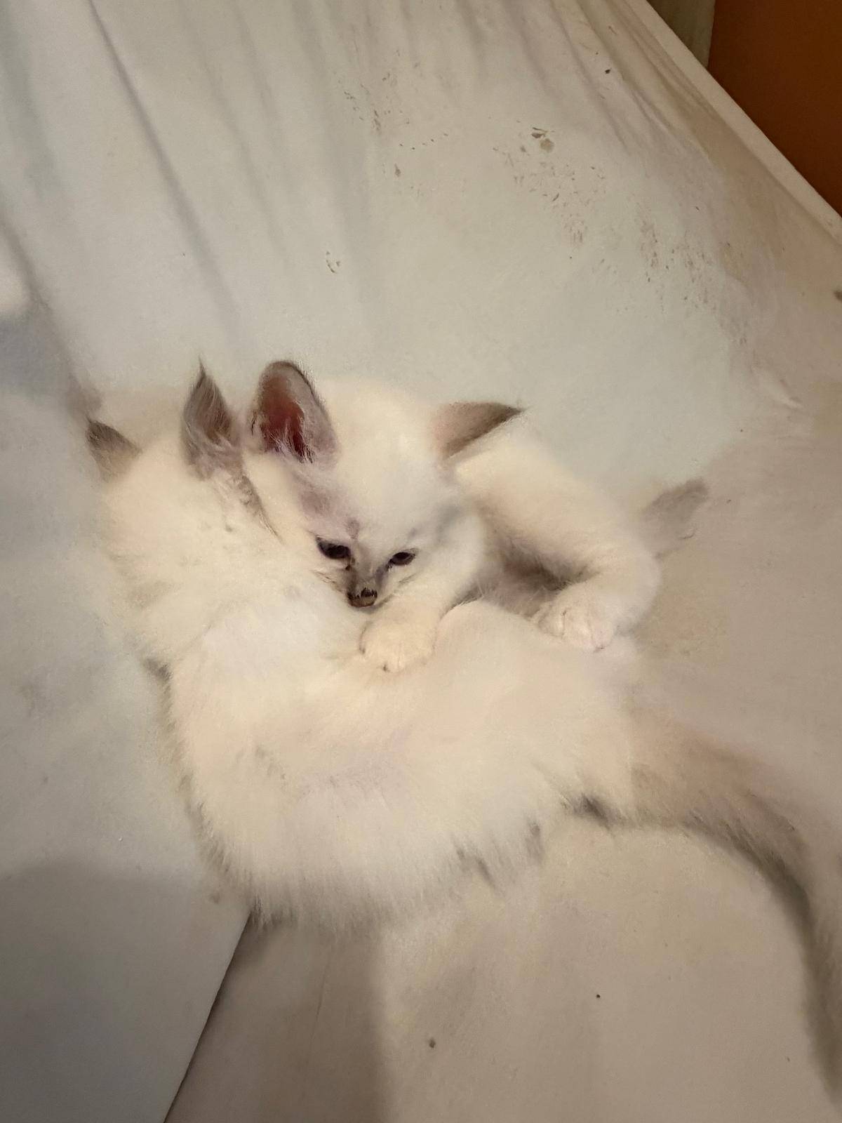 Chatons Loof sacré de Birmanie cinquième