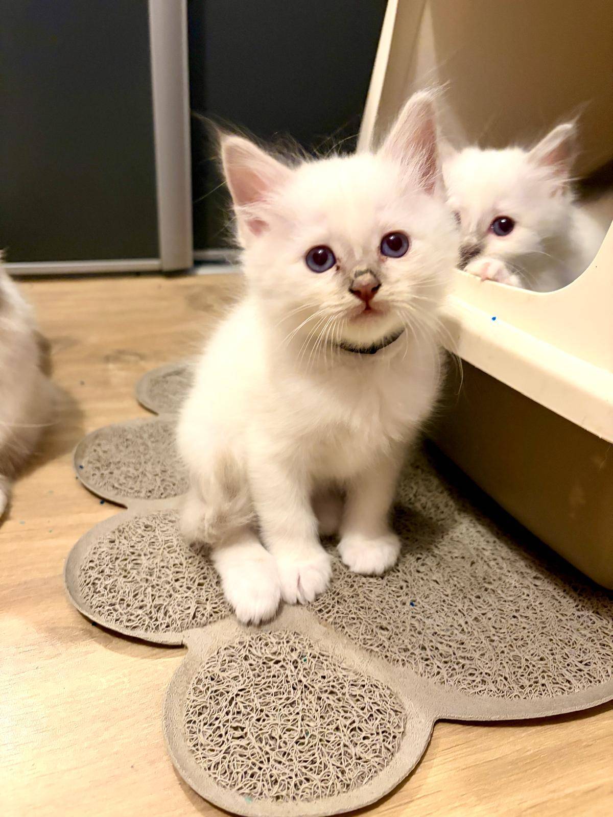 Chatons Loof sacré de Birmanie quatrième