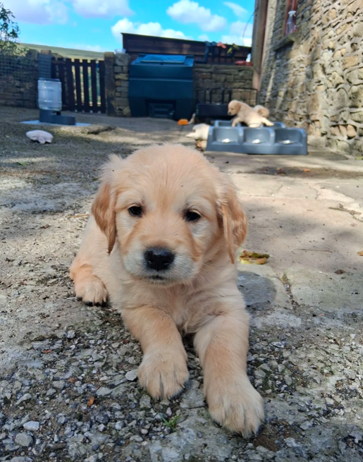 Magnifiques chiots Golden Retriever première